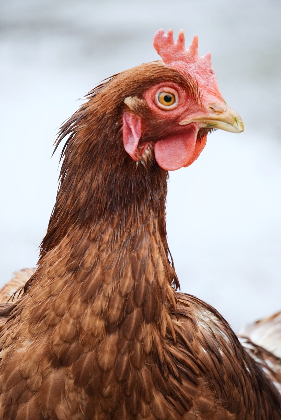 Close-up portrait of a brown hen