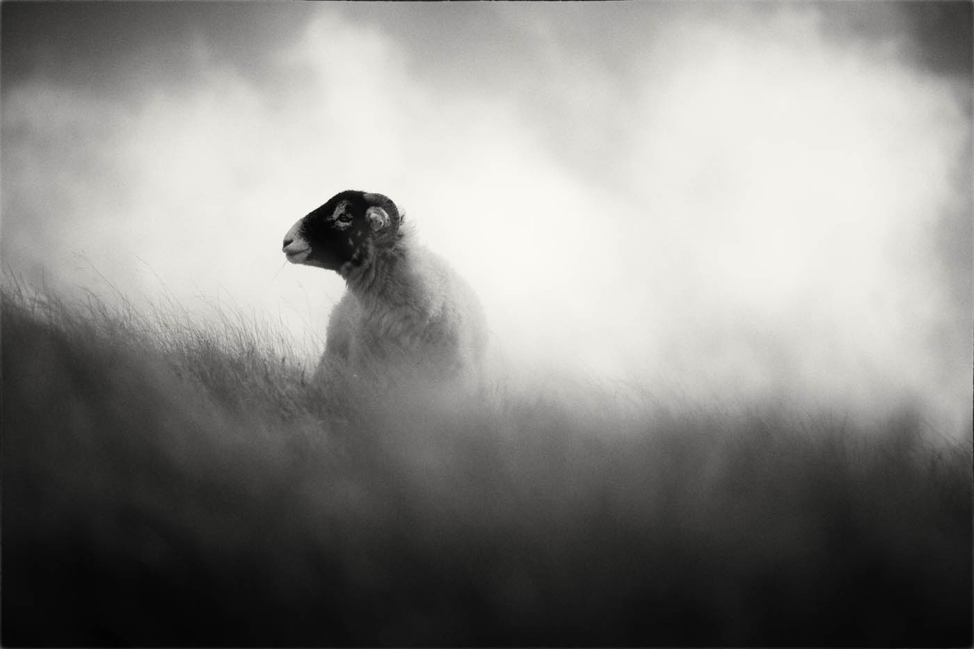 Sheep