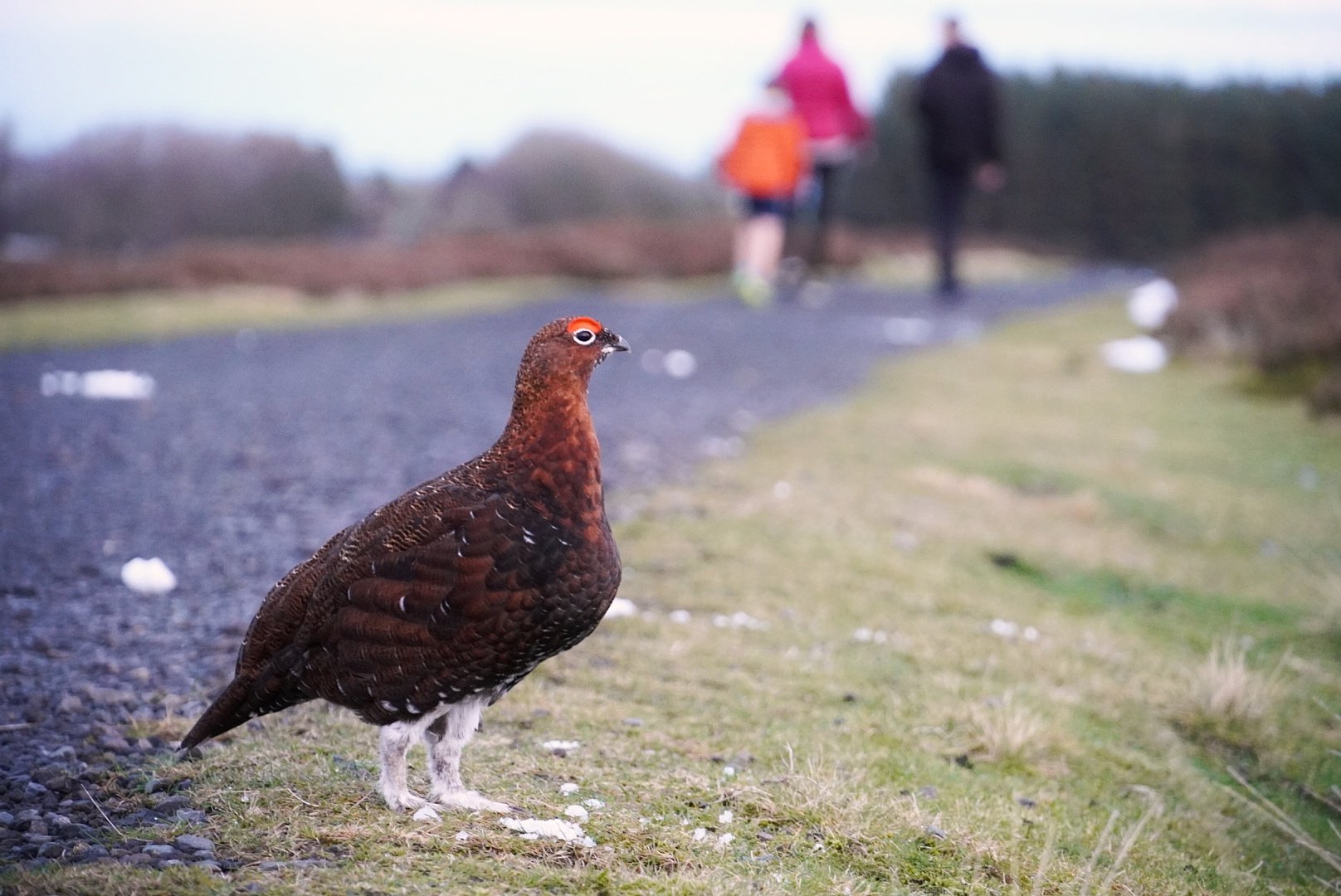Red grouse on a moorland track, peolple blurred in the background