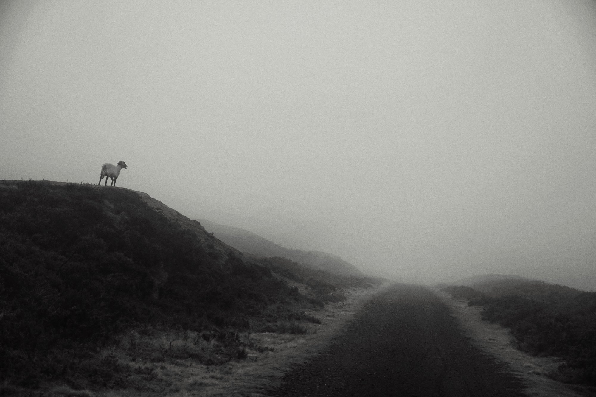 Sheep on a roadside bank in dense fog, road disappearing into mist