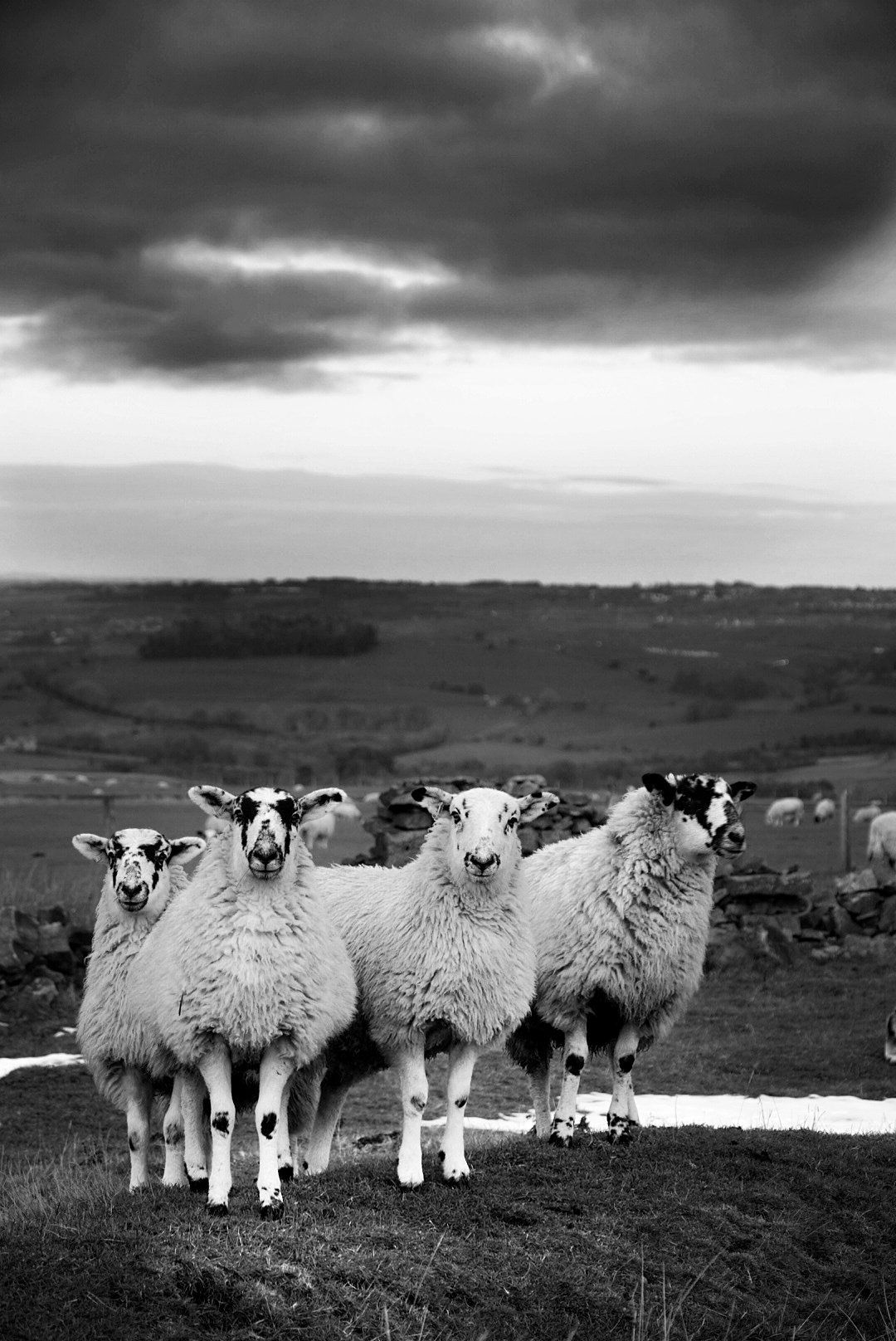 Four sheep on a hilltop facing the camera beneath storm clouds