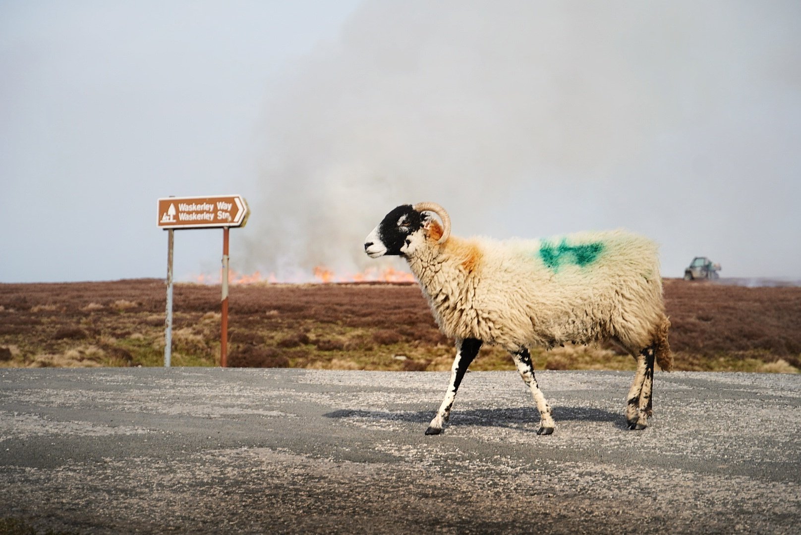 Sheep crossing a moorland road at Waskerley with heather burning in the background