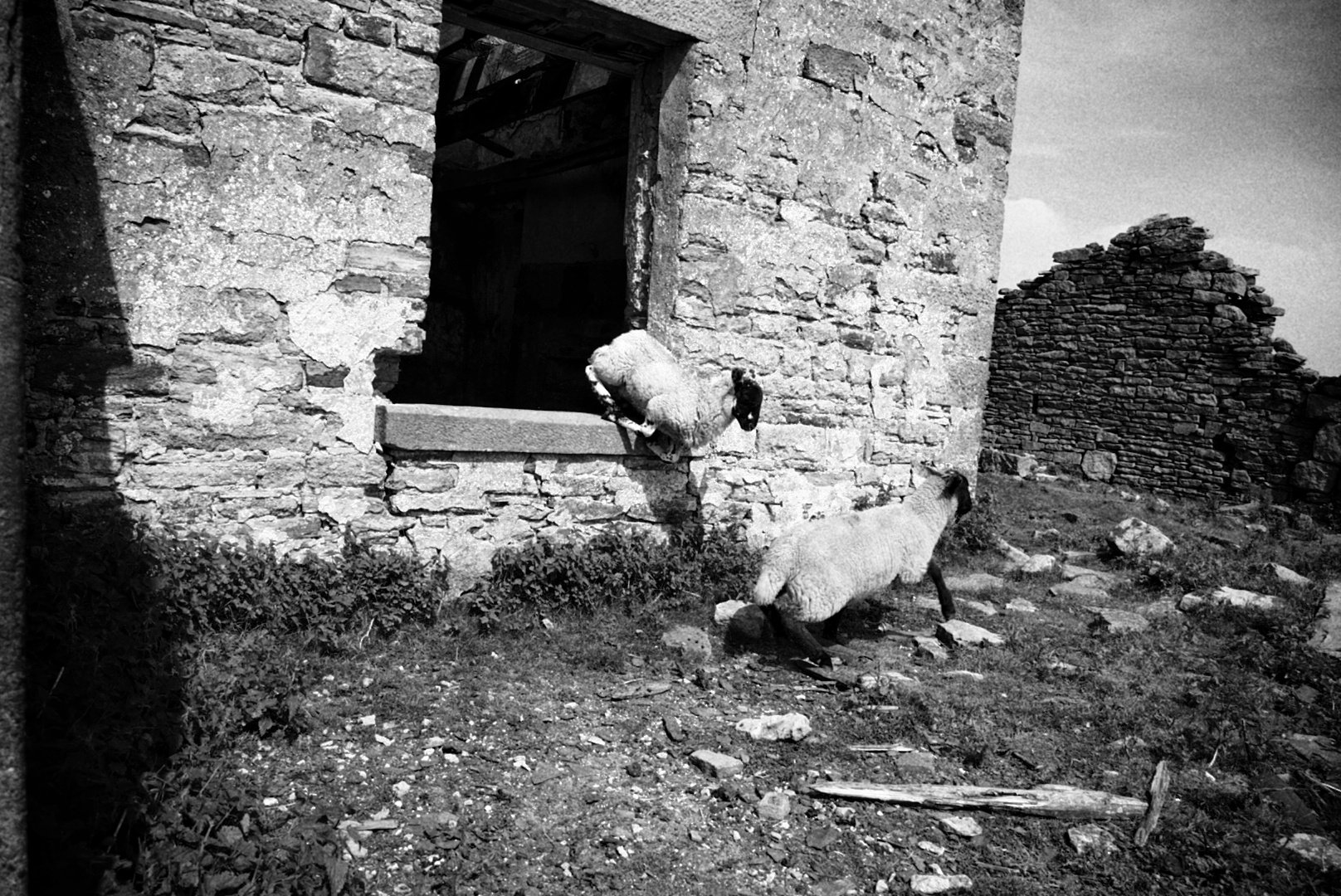 Two sheep at the entrance to a derelict stone building