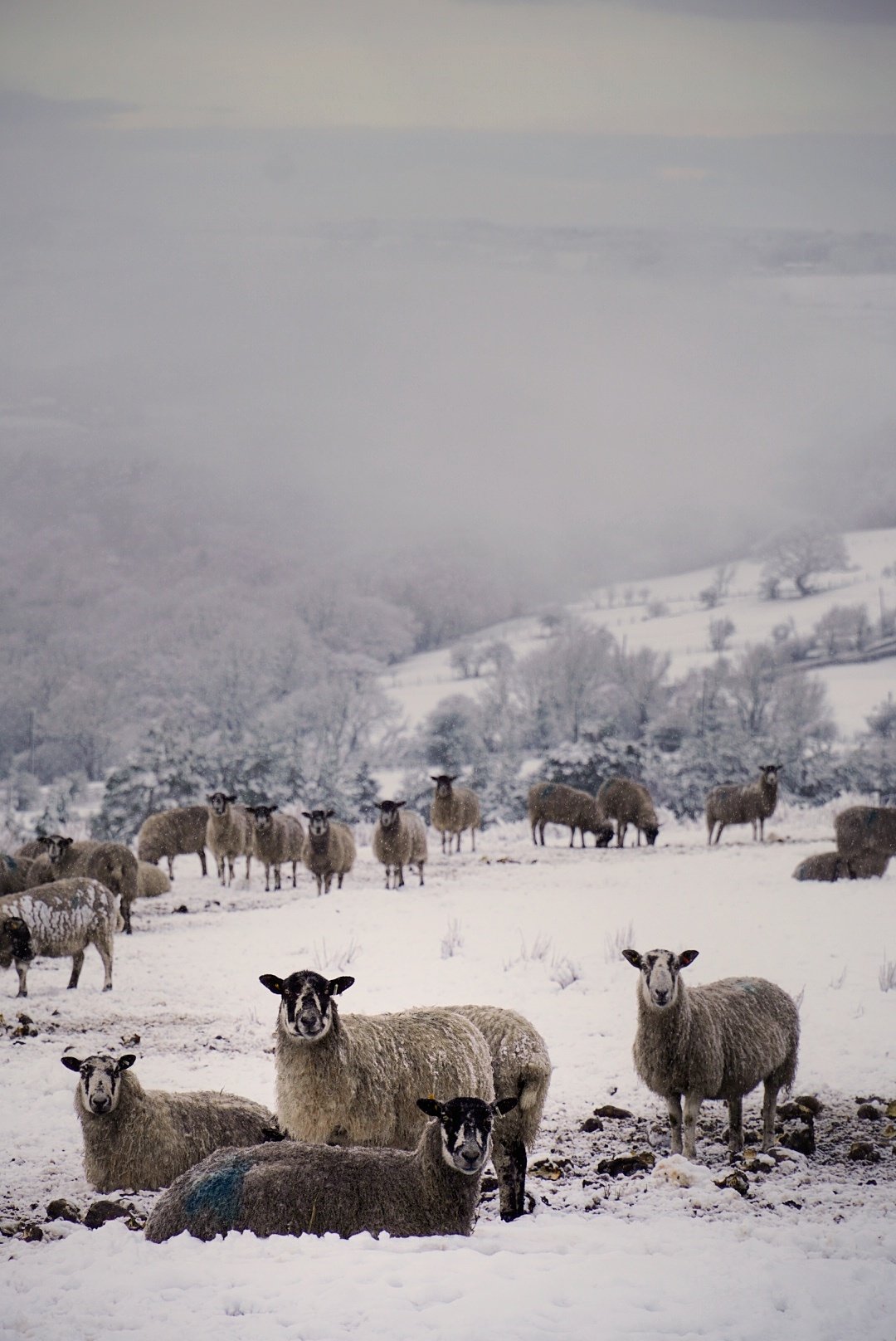 Flock of sheep in the snow, valley stretching behind