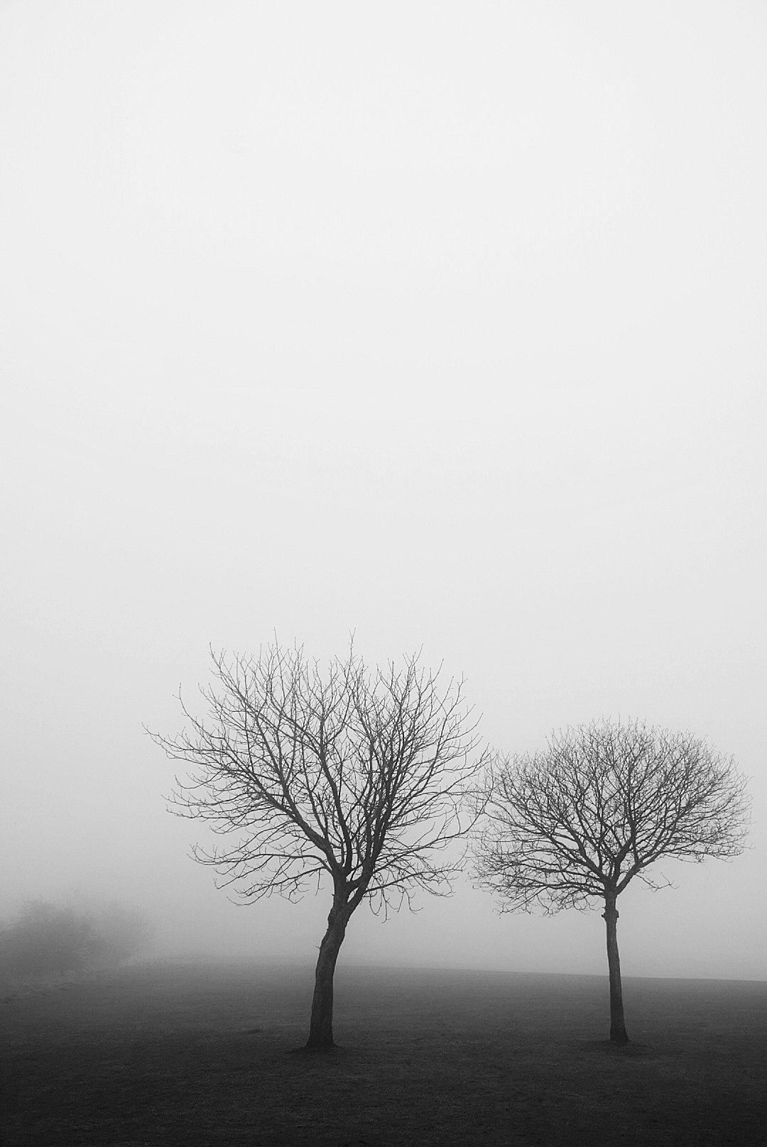 Two bare trees standing in thick fog